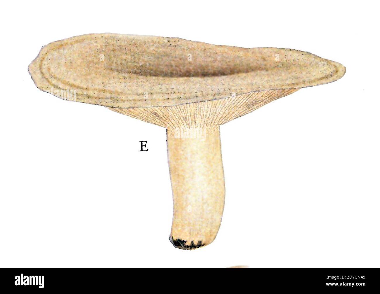 Lactarius blennius f. albido-pallens. Stock Photo