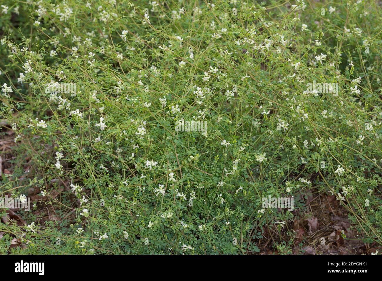 Rankender Lerchensporn, Ceratocapnos claviculata, Corydalis claviculata, Capnoides claviculata, climbing corydalis Stock Photo