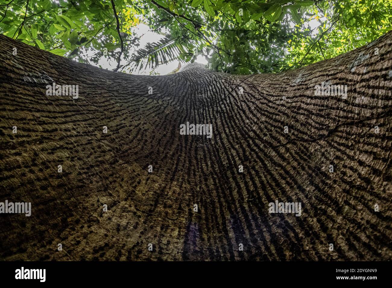Looking up the trunk of a tree in the Amazon Rainforest, Acre State