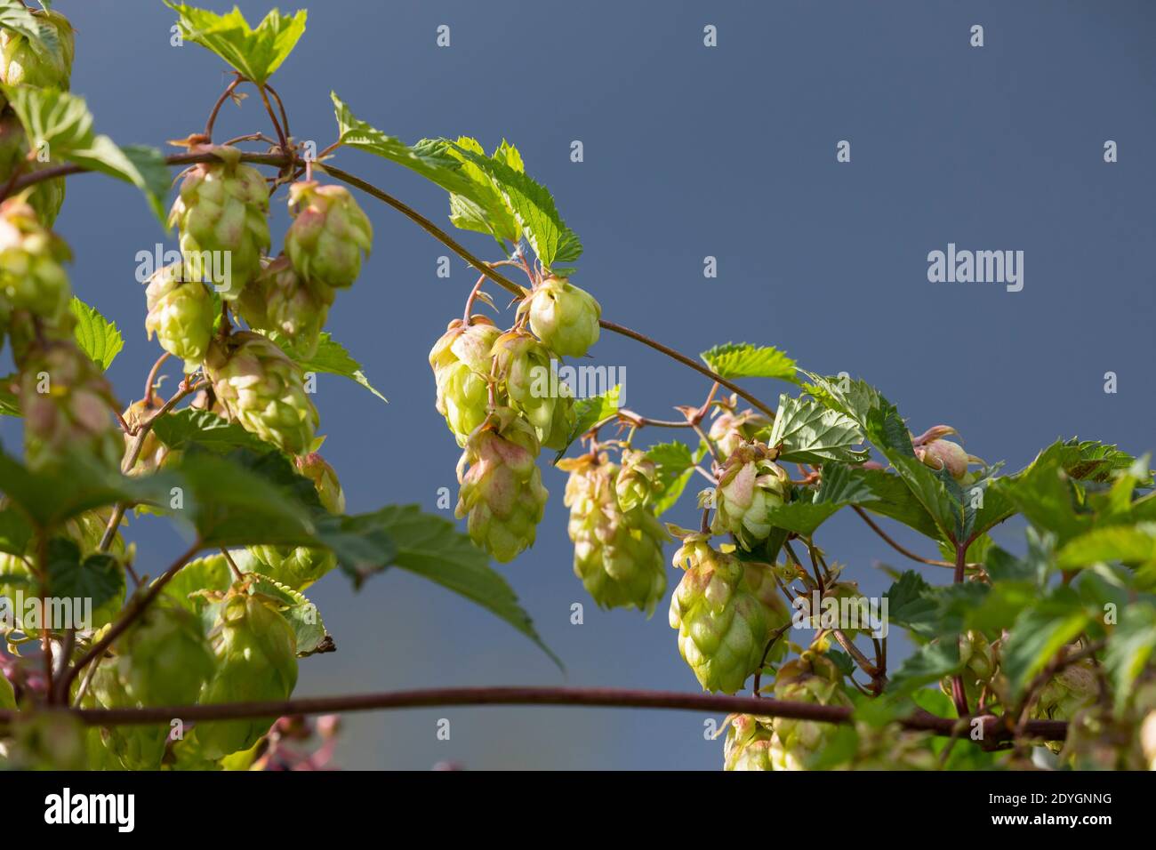 Hopfen, Hopfenzapfen, weibliche Pflanze, Weibchen, Gewöhnlicher Hopfen, Echter Hopfen, Humulus lupulus, Common Hop, Hop, hops, Le Houblon, Le houblon Stock Photo