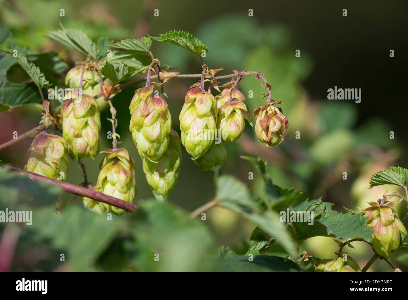 Hopfen, Hopfenzapfen, weibliche Pflanze, Weibchen, Gewöhnlicher Hopfen, Echter Hopfen, Humulus lupulus, Common Hop, Hop, hops, Le Houblon, Le houblon Stock Photo