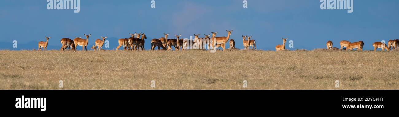 Africa, Kenya, Laikipia Plateau, Northern Frontier District, Ol Pejeta Conservancy. Impala (WILD: Aepyceros melampus) Stock Photo