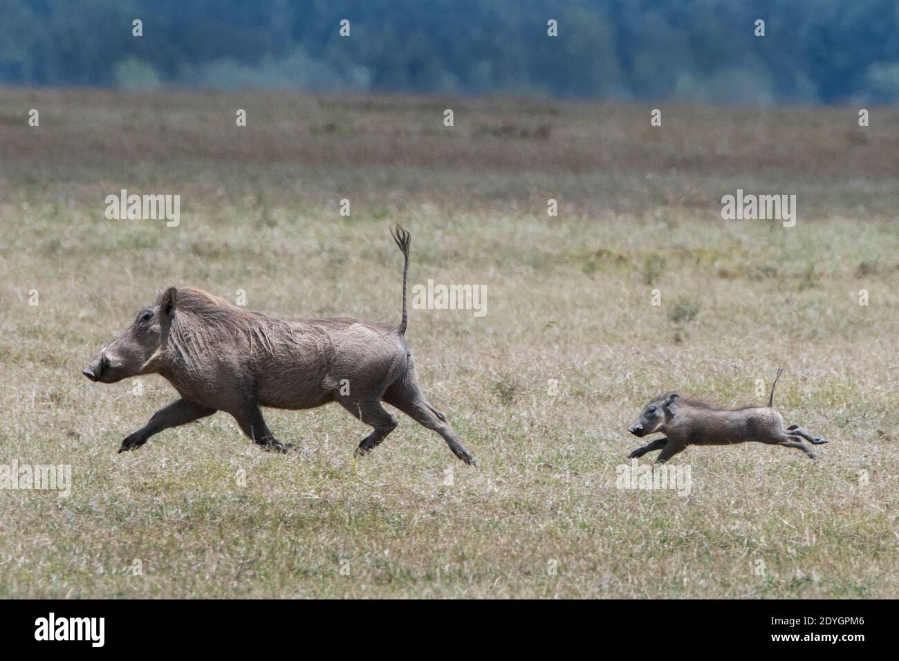 Africa, Kenya, Laikipia Plateau, Northern Frontier District, Ol Pejeta Conservancy. Mother warthog running with baby (Wild: Phacochoerus africanus) Stock Photo