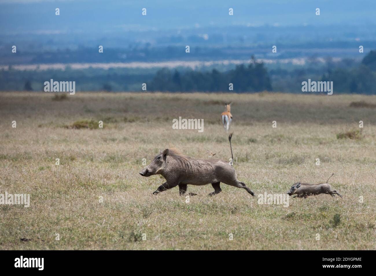 Africa, Kenya, Laikipia Plateau, Northern Frontier District, Ol Pejeta Conservancy. Mother warthog running with baby (Wild: Phacochoerus africanus) Stock Photo