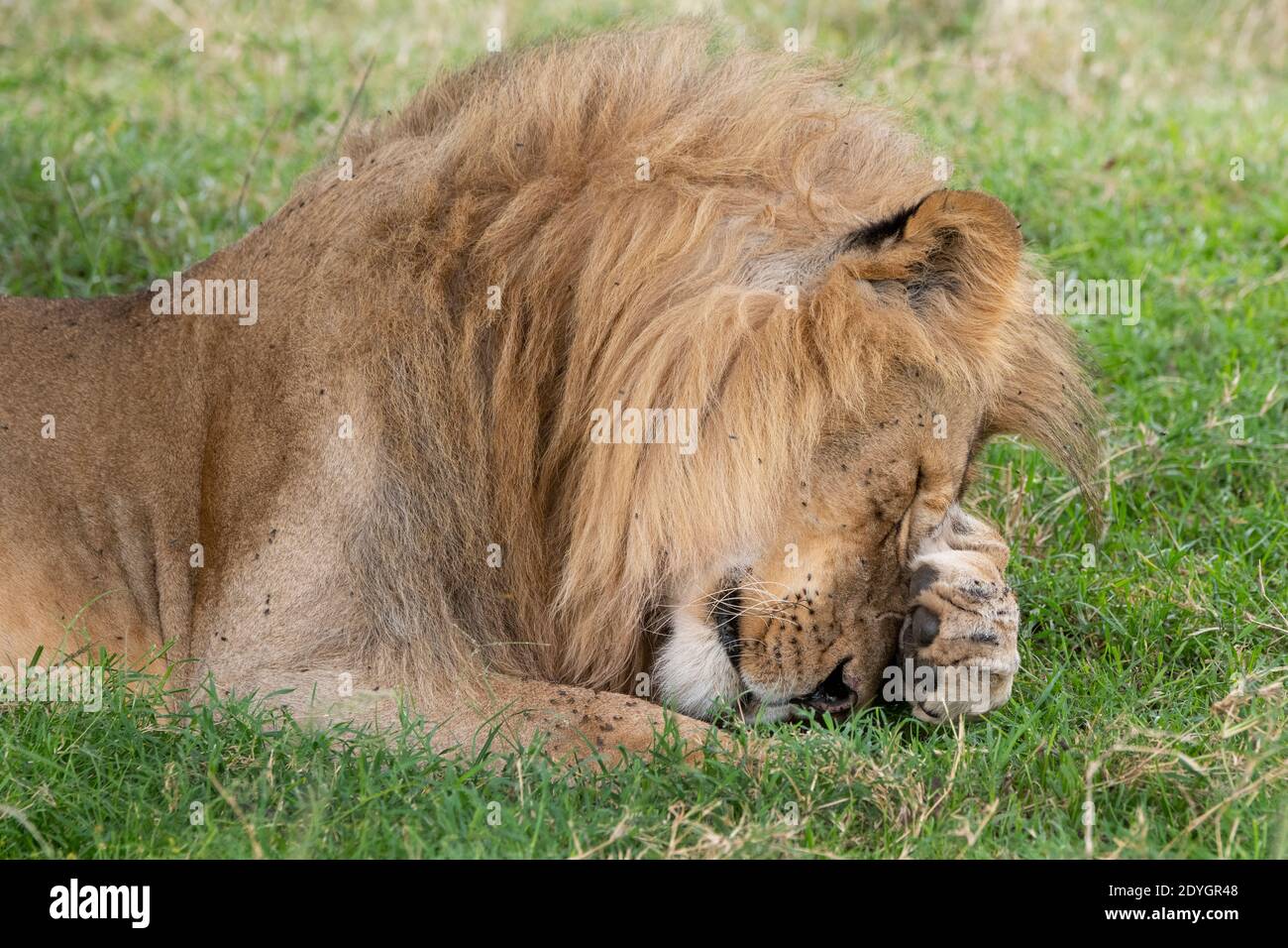 Africa, Kenya, Northern Serengeti Plains, Maasai Mara. Male lion (WILD: Panthera leo) covering eyes with paw. Stock Photo