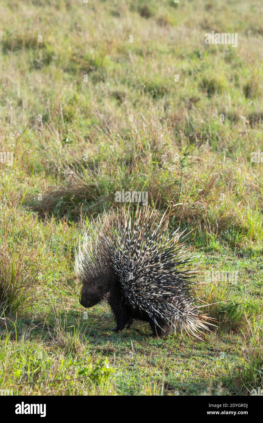 Africa, Kenya, Northern Serengeti Plains, Maasai Mara. African brush-tailed porcupine (Atherurus africanus) in grassy habitat. Stock Photo