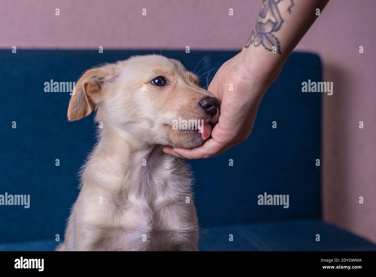 Cute little mongrel puppy with light brown fur licks his owners hand with tattoo Stock Photo