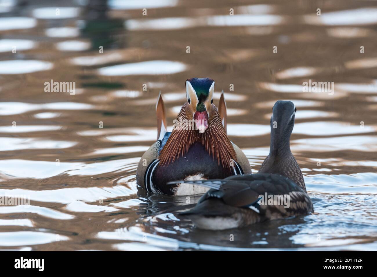 Drake Mandarin duck (Aix galericulata) Stock Photo