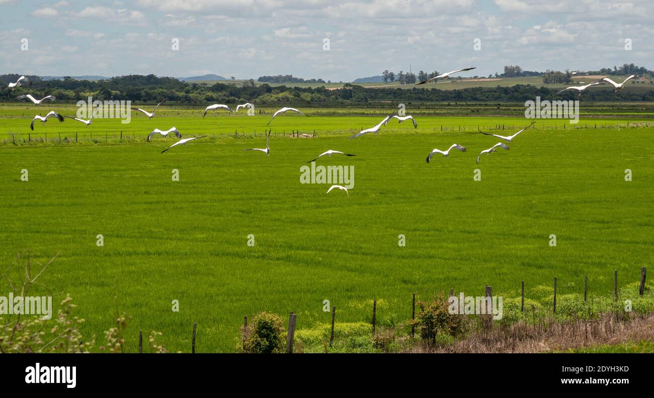 Flight. Rural landscape. Lowland rice production. Flock of storks ...