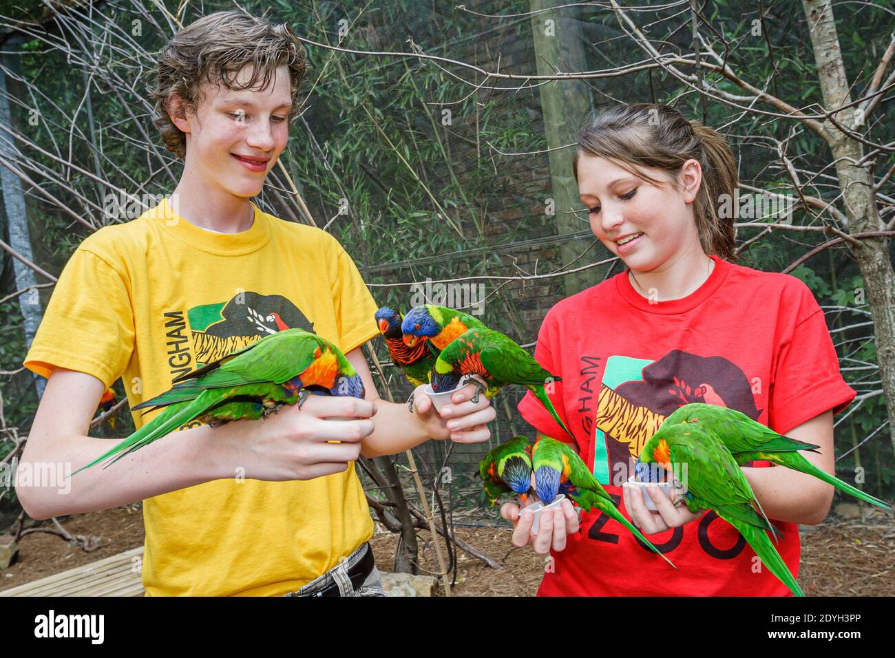 Birmingham Alabama,Zoo rainbow lorikeet parrots Trichoglossus moluccanus feeding,teen teens teenager teenagers teenage bird birds,boy male girl female Stock Photo
