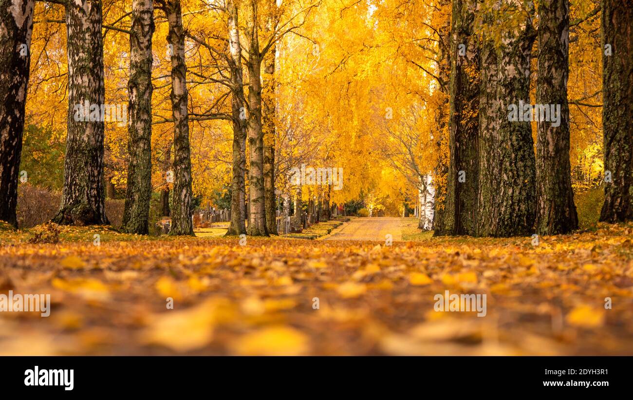 A beautiful path in the golden autumn forest Stock Photo - Alamy