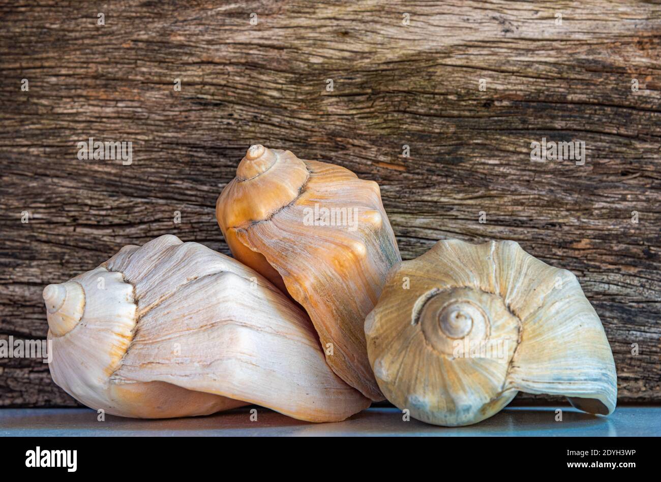 Clam In Beach Hole High Resolution Stock Photography and Images - Alamy