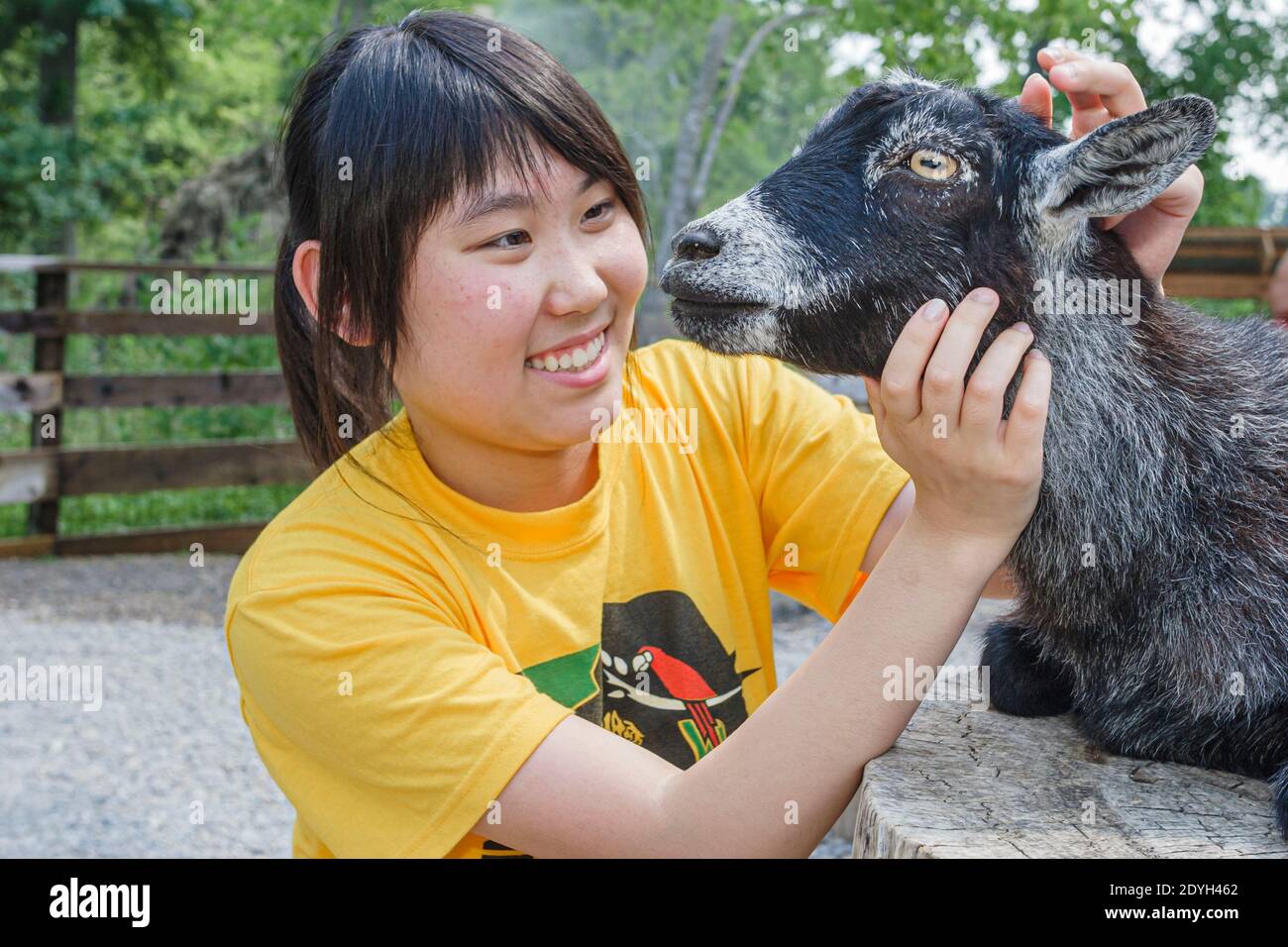 Zoo petting area pygmy goat hires stock photography and images Alamy