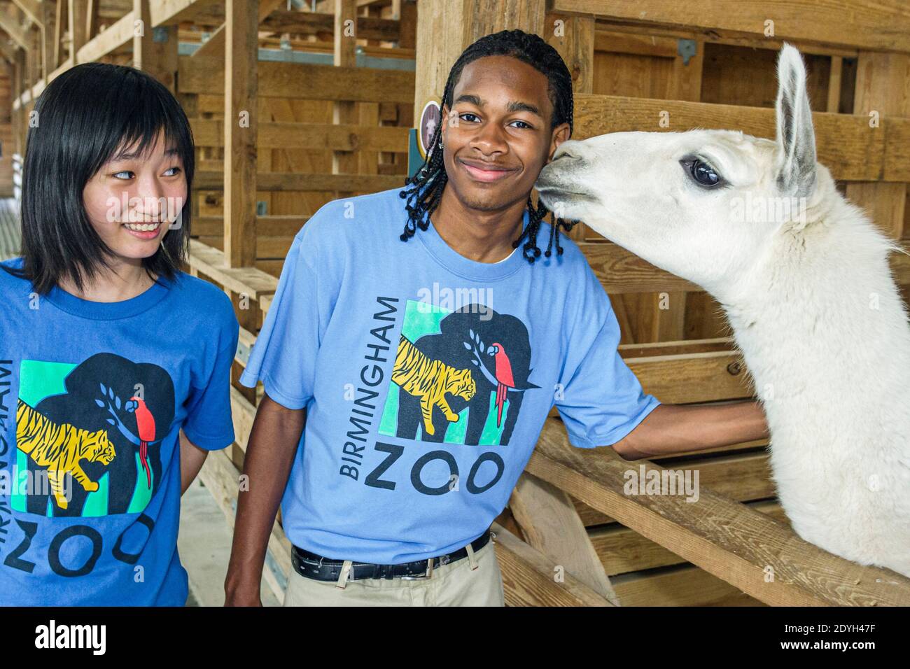 Birmingham Alabama,Zoo petting area llama,Black teen teens teenager teenagers teenage boy,Asian girl female volunteer volunteers volunteering, Stock Photo