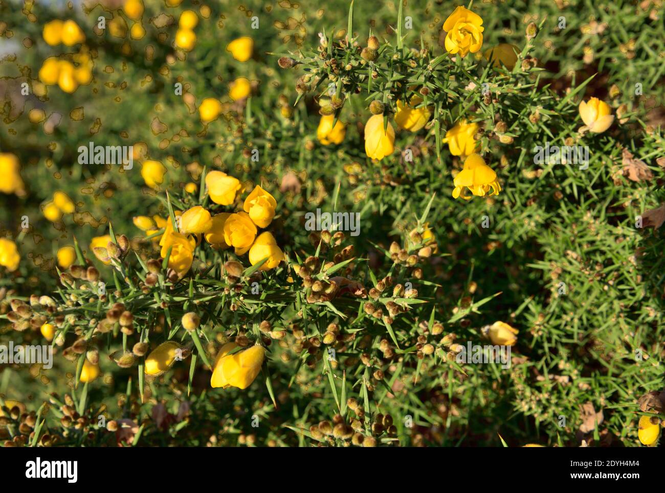 Yellow flowers, flower buds and needle-like leaves of gorse bush Stock Photo