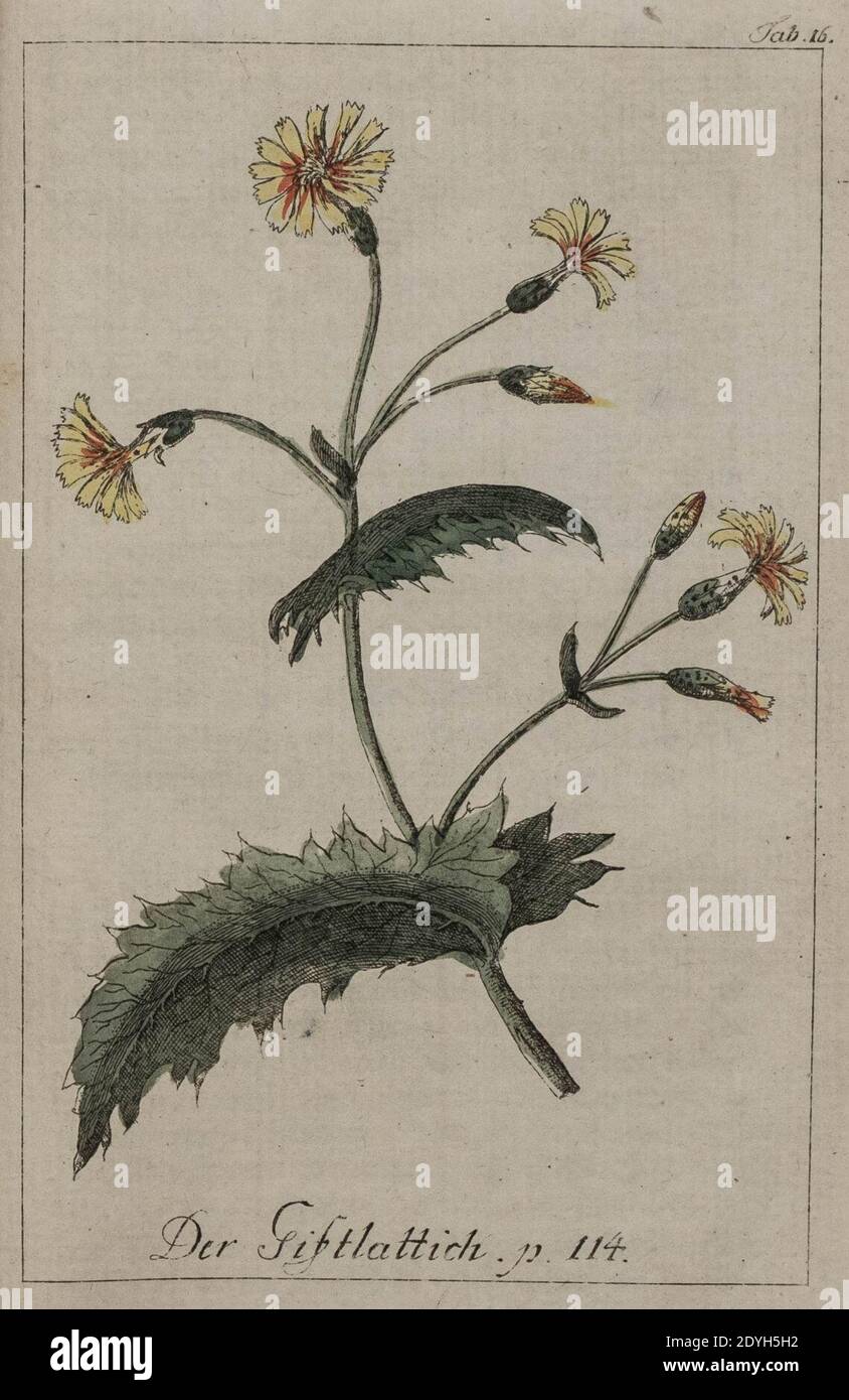 Lactuca virosa illustration 1794. Stock Photo