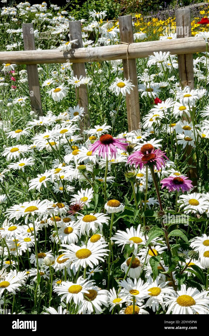 Beautiful white garden flowers in july daisies daisy Stock Photo