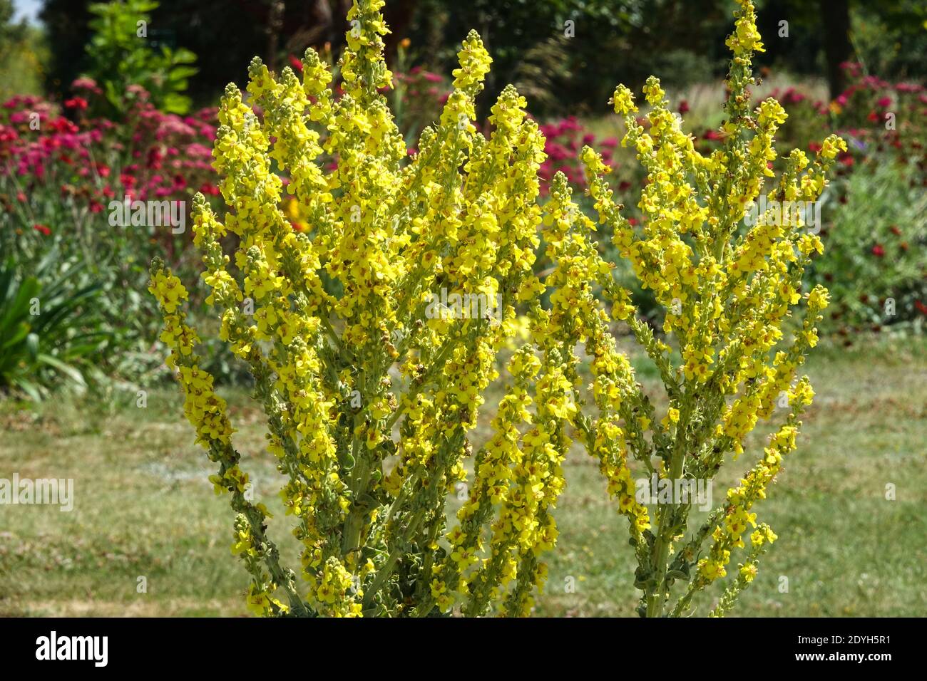 Verbascum olympicum, cottage flowers garden Stock Photo