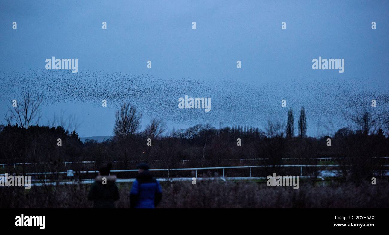 Ripon North Yorkshire Uk 26th Dec 2020 A Large Murmuration Of Starlings Gathers Over Ripon Racecourse At Dusk On Boxing Day Credit Ernesto Rogata Alamy Live News Stock Photo Alamy