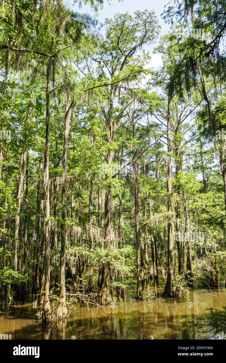 Alabama Marion Perry Lakes Park hardwood floodplain forest trees,oxbow lake Spanish moss, Stock Photo