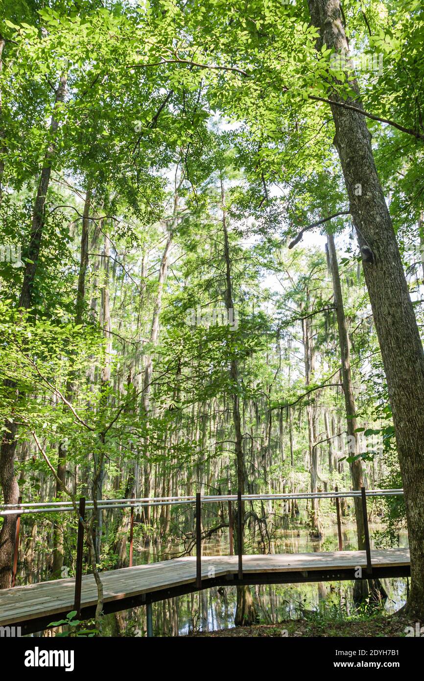 Alabama Marion Perry Lakes Park hardwood floodplain forest trees,oxbow lake Spanish moss nature trail, Stock Photo