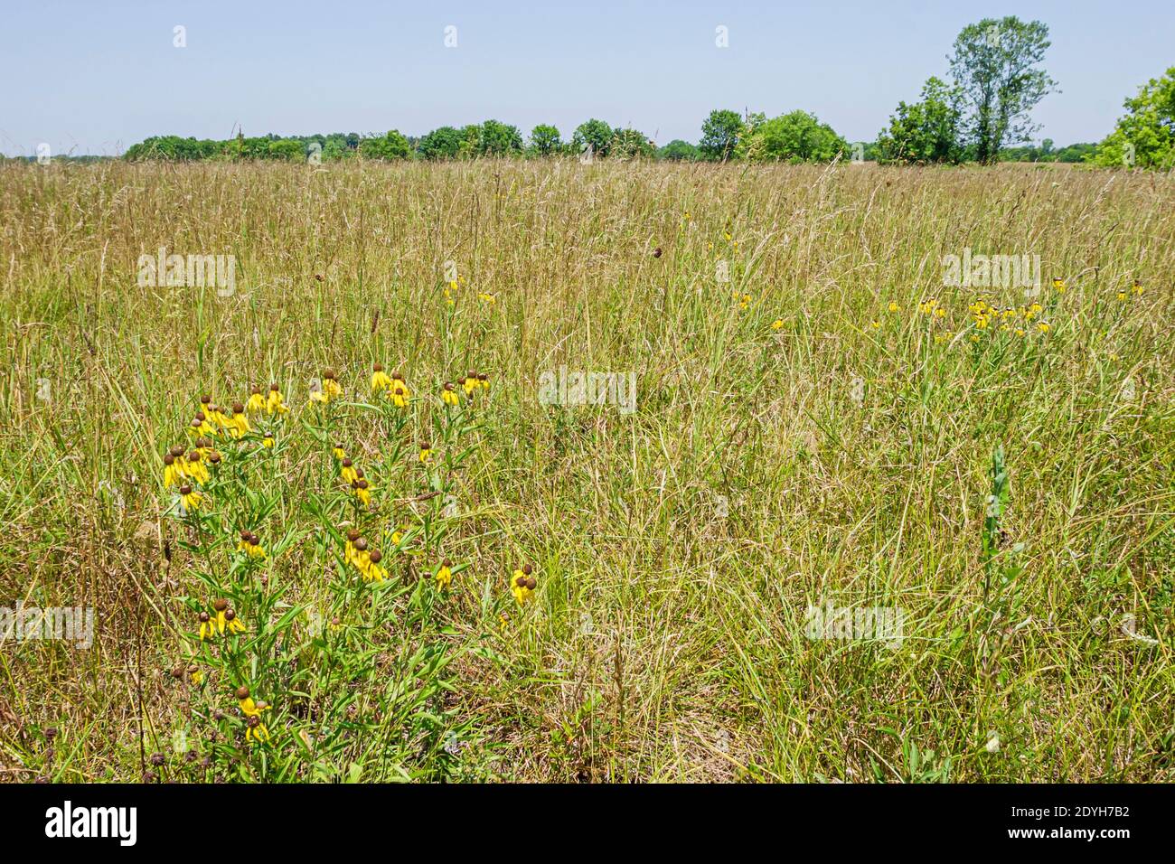 Alabama Marion Black Belt Prairie Region coneflower grass, Stock Photo