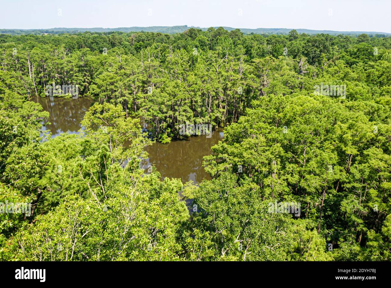 Alabama Marion Perry Lakes Park birding tower view,hardwood floodplain forest trees oxbow lake, Stock Photo