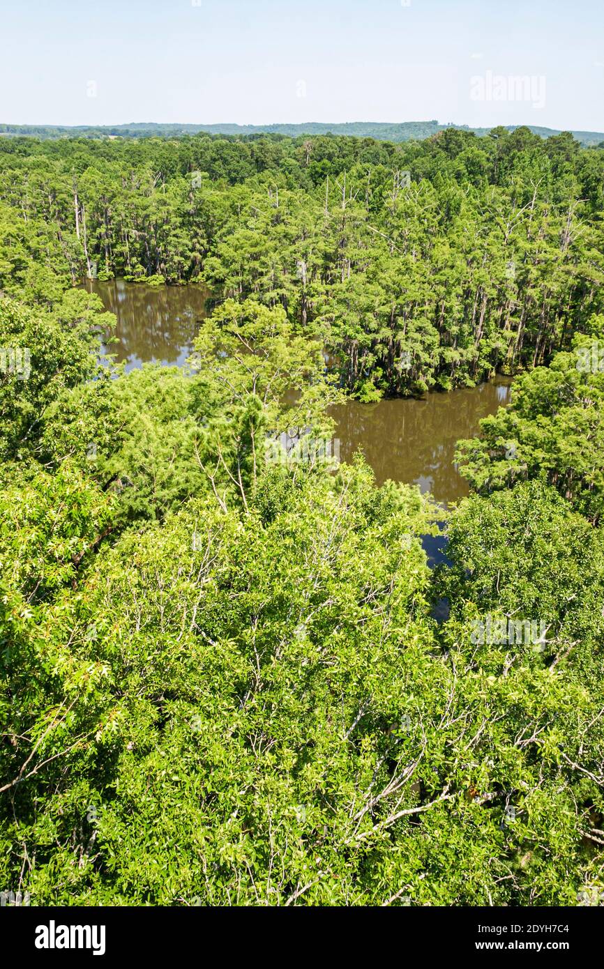 Hardwood trees hires stock photography and images Alamy