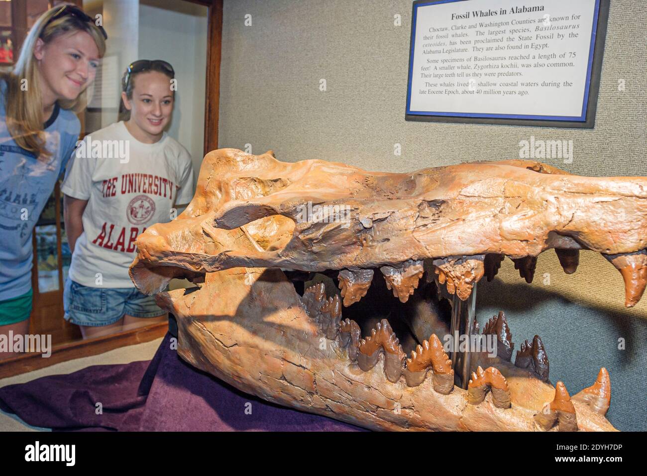 Tuscaloosa Alabama,University of Alabama Museum of Natural History,fossil whale women looking, Stock Photo