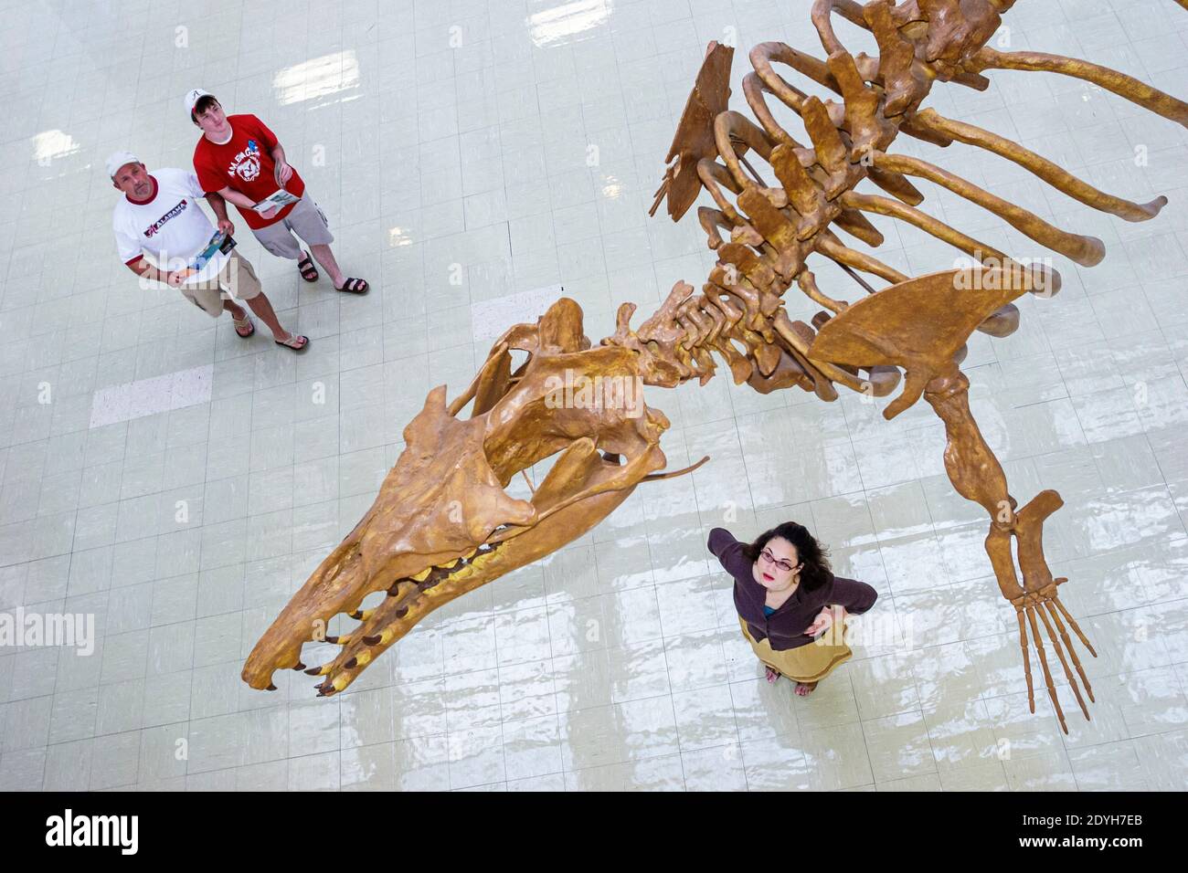 Tuscaloosa Alabama,University of Alabama Museum of Natural History,whale fossil visitors looking, Stock Photo