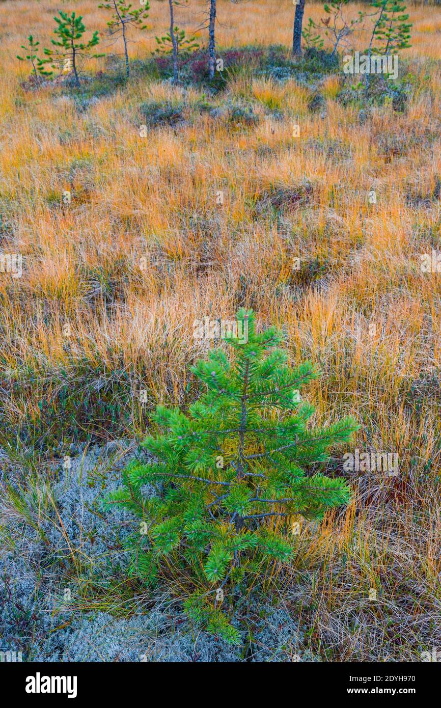 Colores de pino hi-res stock photography and images - Alamy