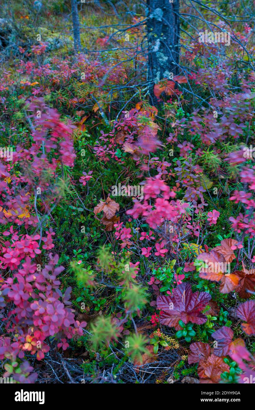 Paisaje de colores de otoño hi-res stock photography and images - Alamy