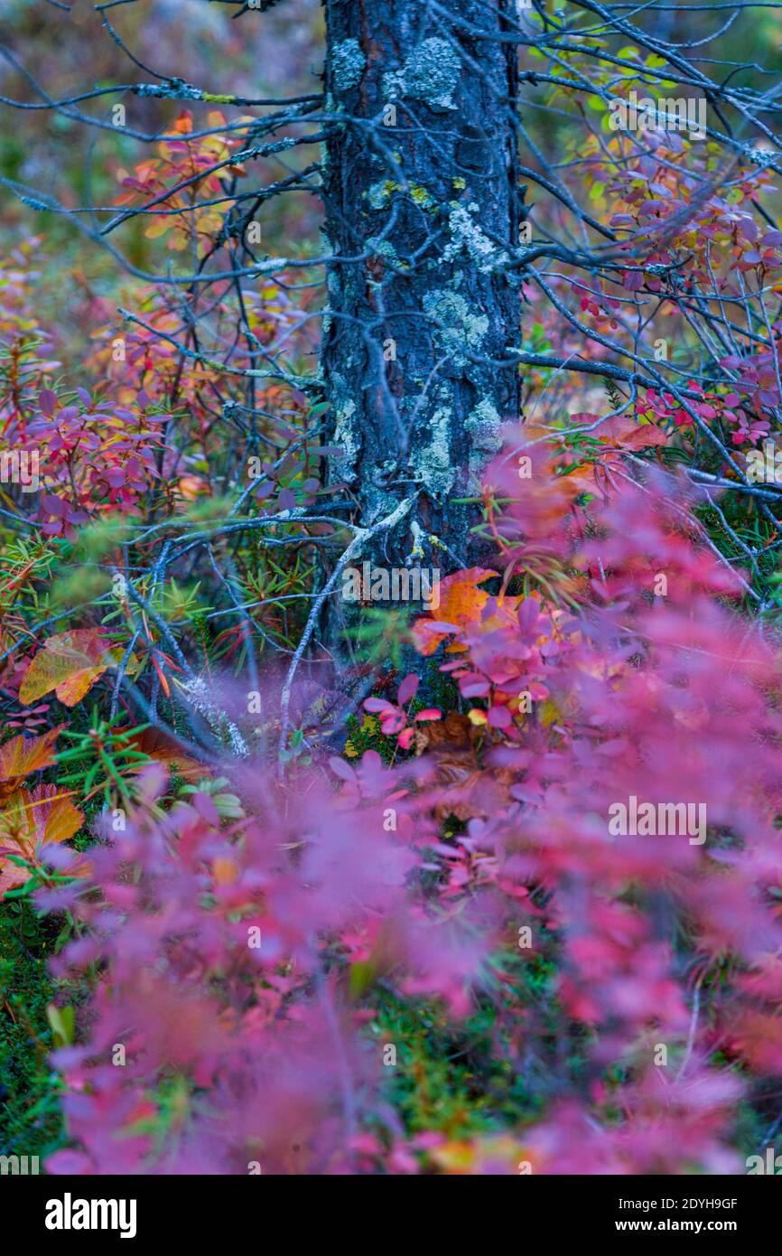Paisaje de colores de otoño hi-res stock photography and images - Alamy