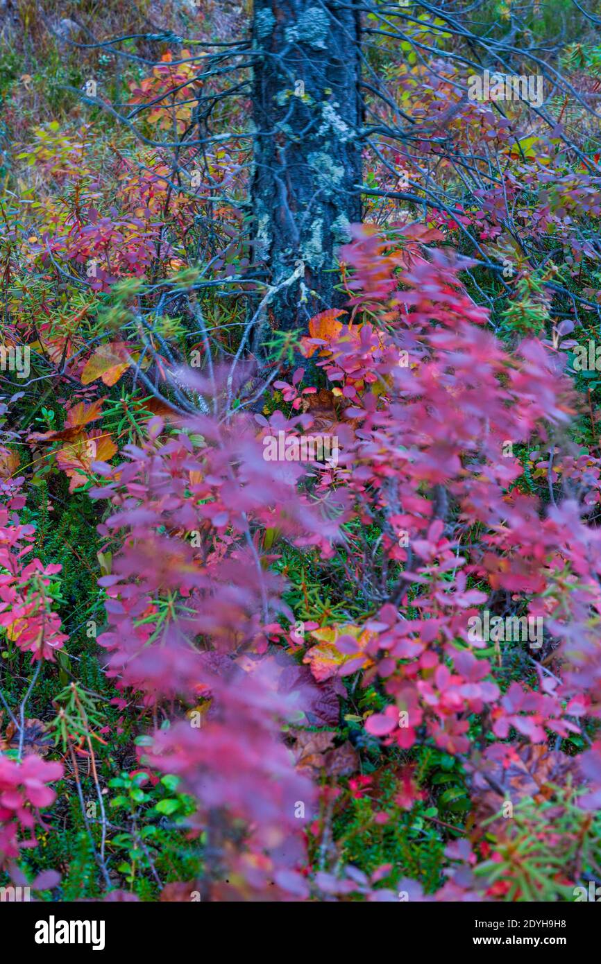 Paisaje de colores de otoño hi-res stock photography and images - Alamy