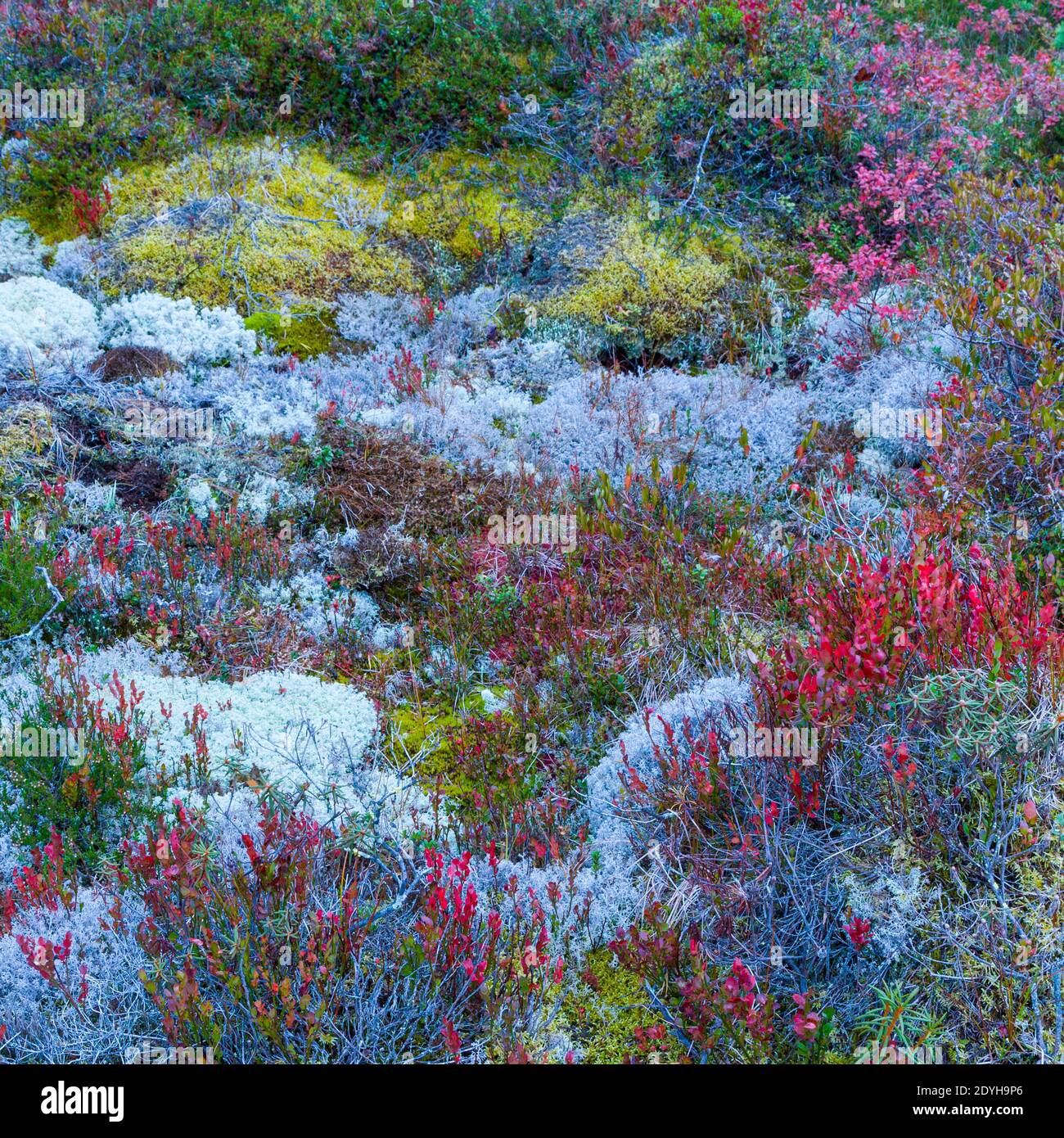 Bosque de taiga hi-res stock photography and images - Alamy