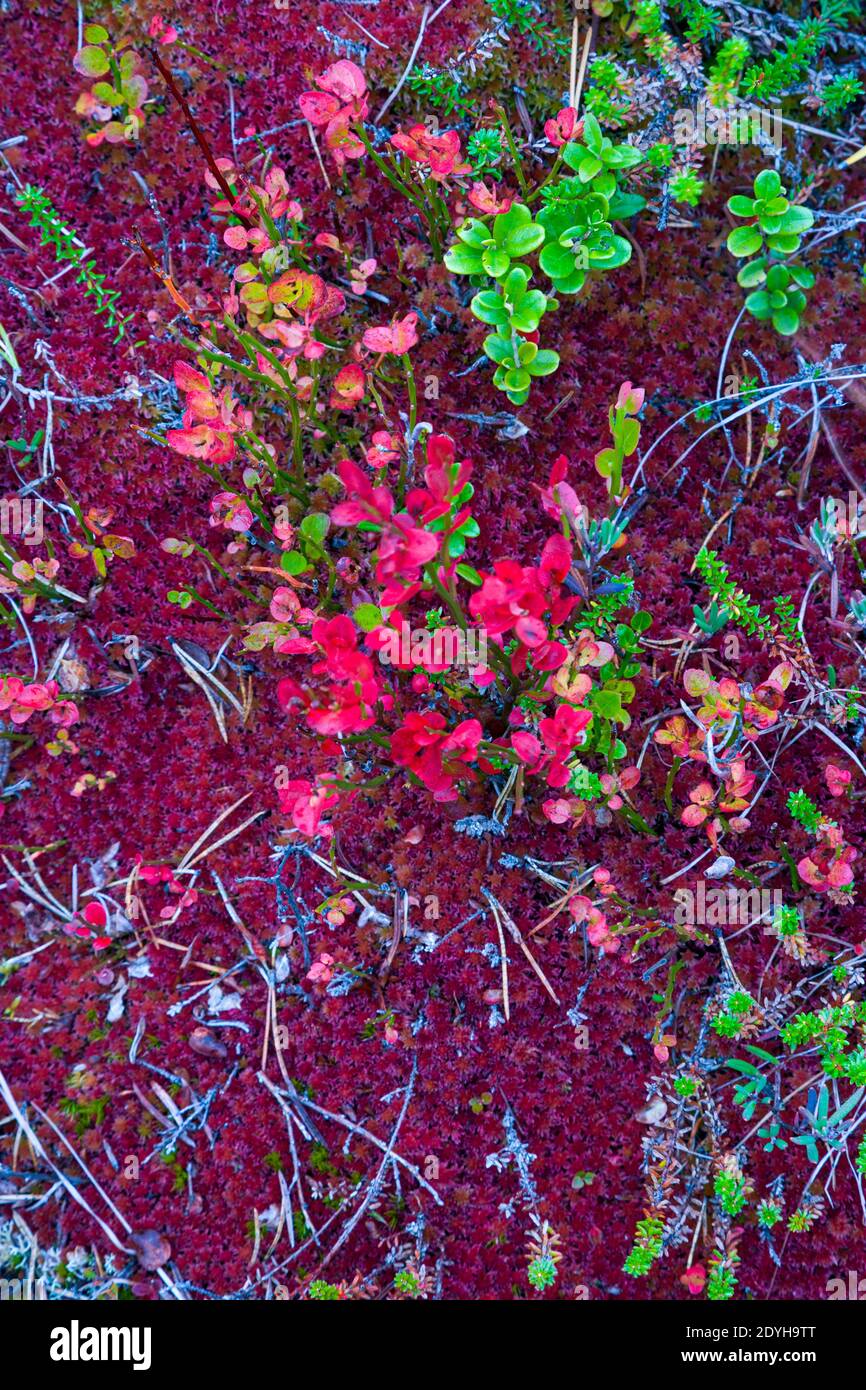 Colores en el bosque hi-res stock photography and images - Alamy