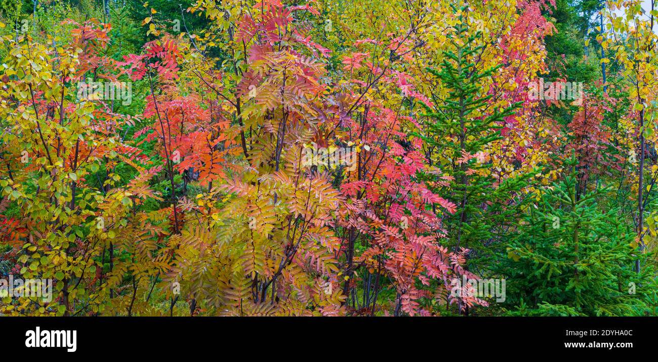 Colores en el bosque hi-res stock photography and images - Alamy