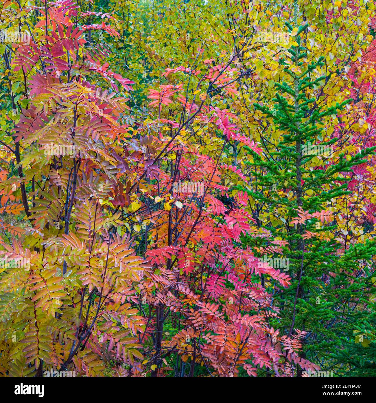 Colores en el bosque hi-res stock photography and images - Alamy