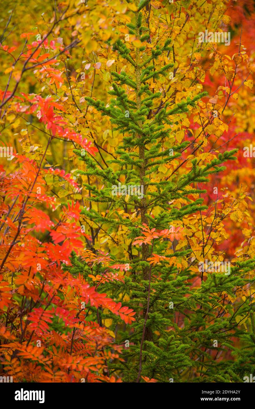 Bosque de taiga hi-res stock photography and images - Alamy