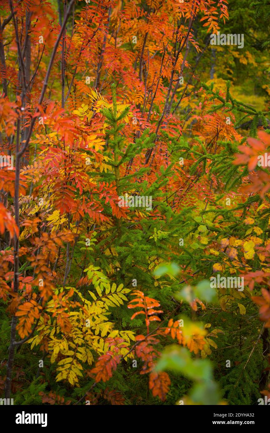 Bosque de taiga hi-res stock photography and images - Alamy