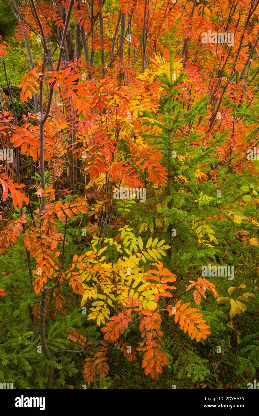 Colores en el bosque hi-res stock photography and images - Alamy