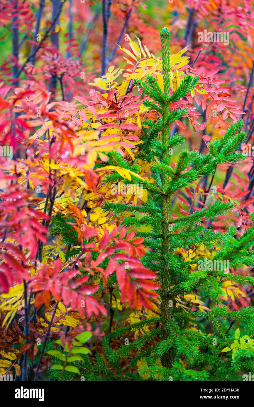 Ecosistema del bosque hi-res stock photography and images - Alamy