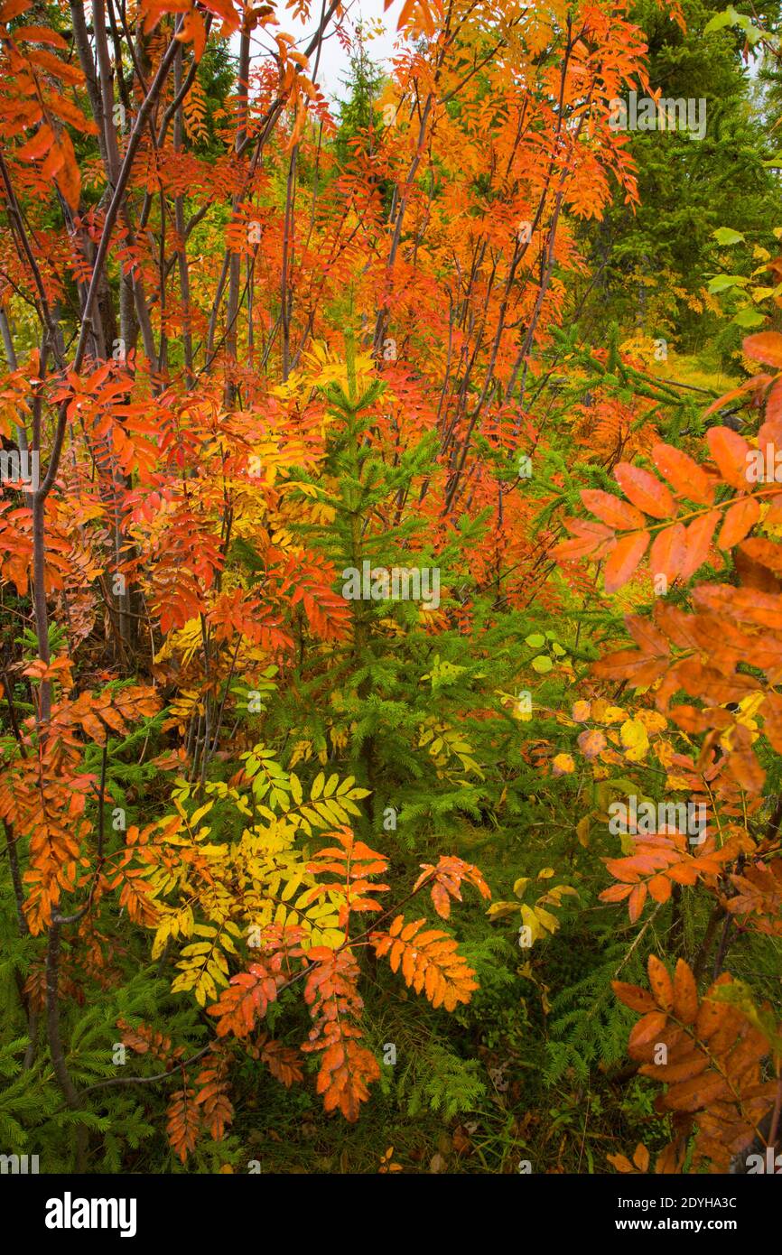 Ecosistema del bosque hi-res stock photography and images - Alamy