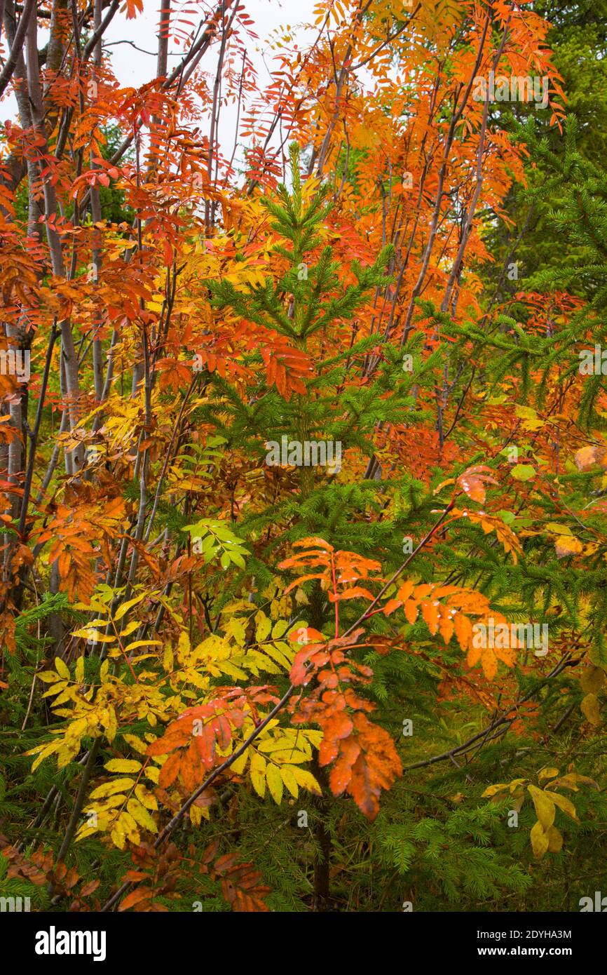 Ecosistema del bosque hi-res stock photography and images - Alamy