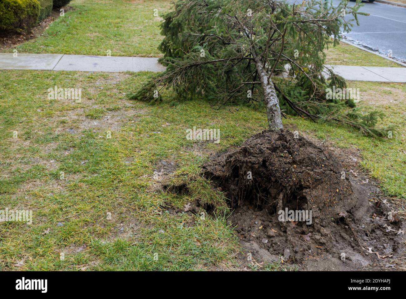 The fallen trees in a storm damage after powerful hurricane Stock Photo ...