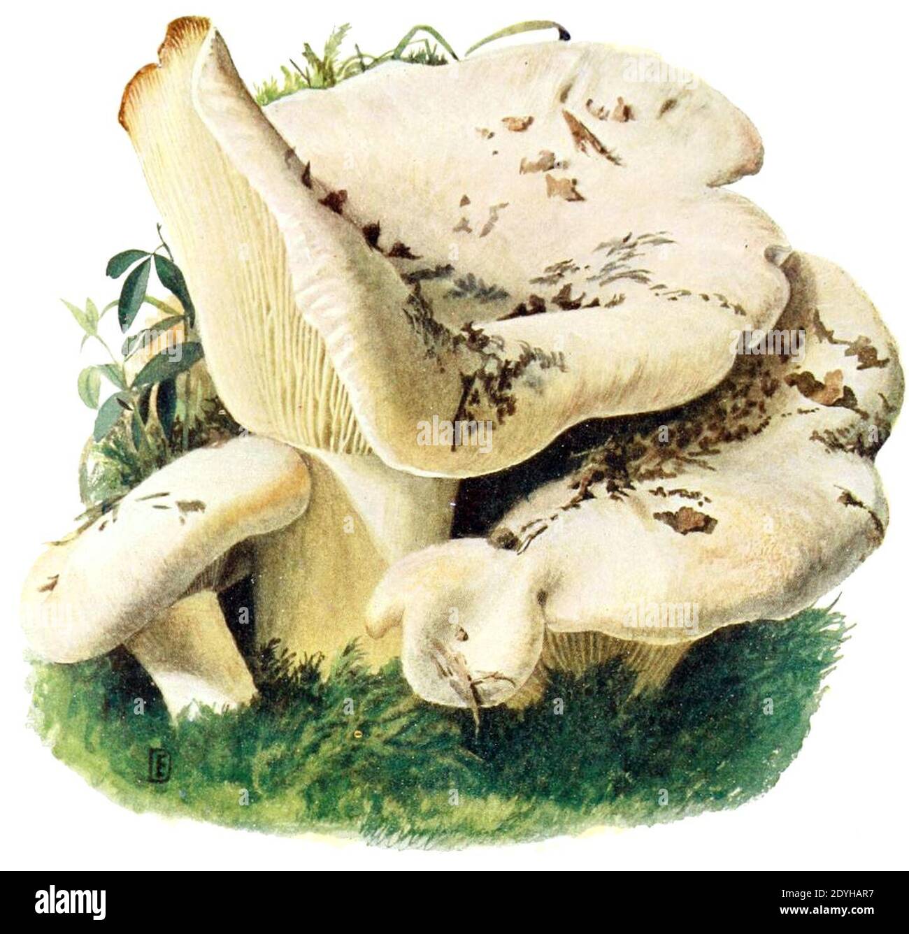 Lactarius-vellereus-gramberg-1913-pilzederheimatei00gram 0057. Stock Photo
