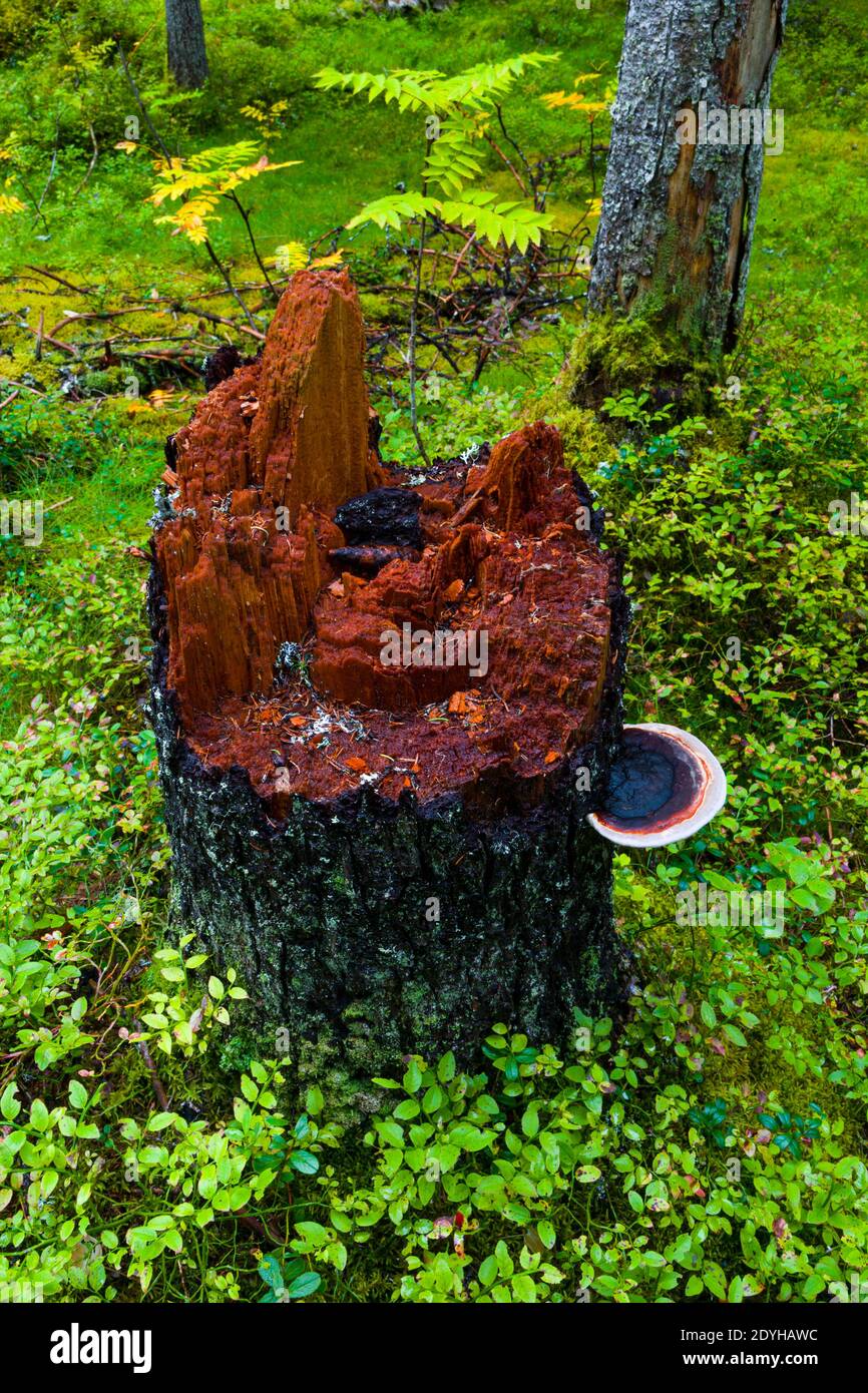 Arbol caido de bosque hi-res stock photography and images - Alamy