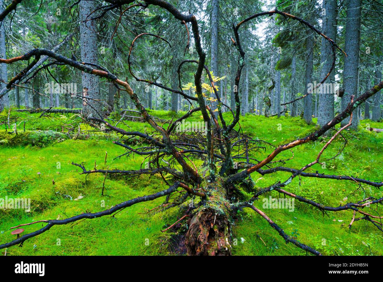 Paisaje de colores de otoño hi-res stock photography and images - Alamy