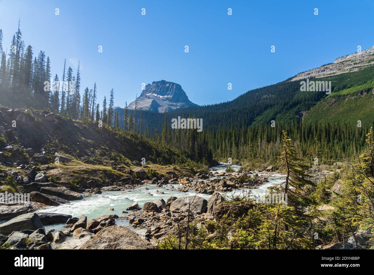 Glacier-fed waters from Takakkaw Falls flow into Yoho River with Wapta Mountain in background in a summer day. Yoho National Park, Canadian Rockies Stock Photo