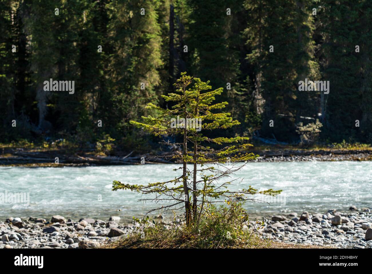 Close-up one small young pine tree growing by the riverbank in a sunny summer day. A concept of grow up and environment. Stock Photo